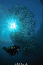 A nice view of a school of jacks with the sun burst. by Cenk Ceylanoglu 